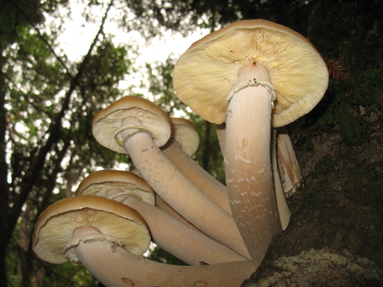Pilze